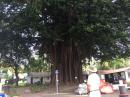 Ficus tree: This, on the grounds of Depaz, was the largest ficus tree we